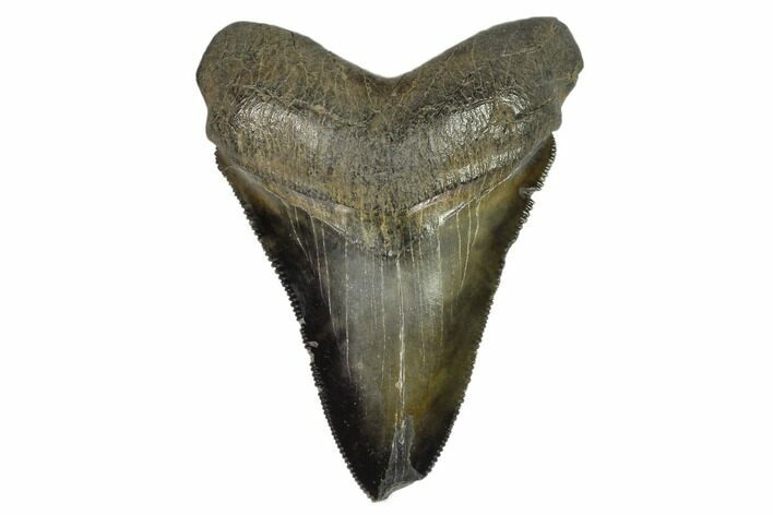 Serrated, Fossil Megalodon Tooth - Glossy Enamel #125338
